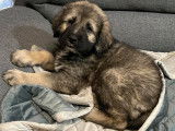 Chiot Berger Yougoslave (Sarplaninac) à vendre