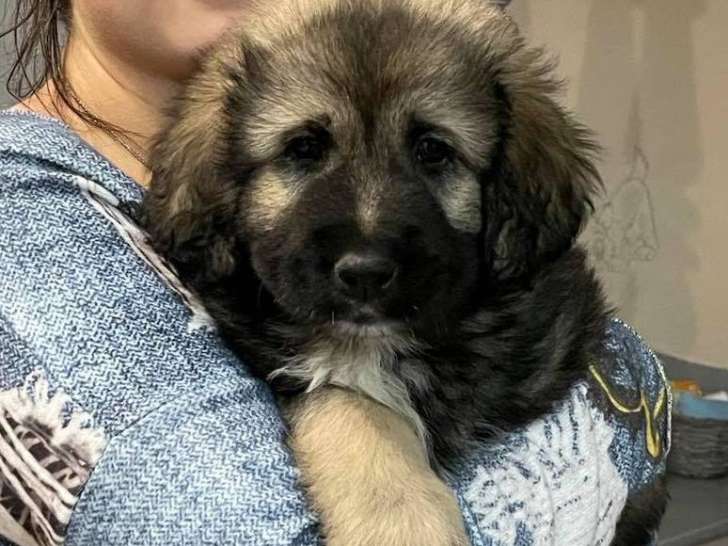 Chiot Berger Yougoslave (Sarplaninac) à vendre