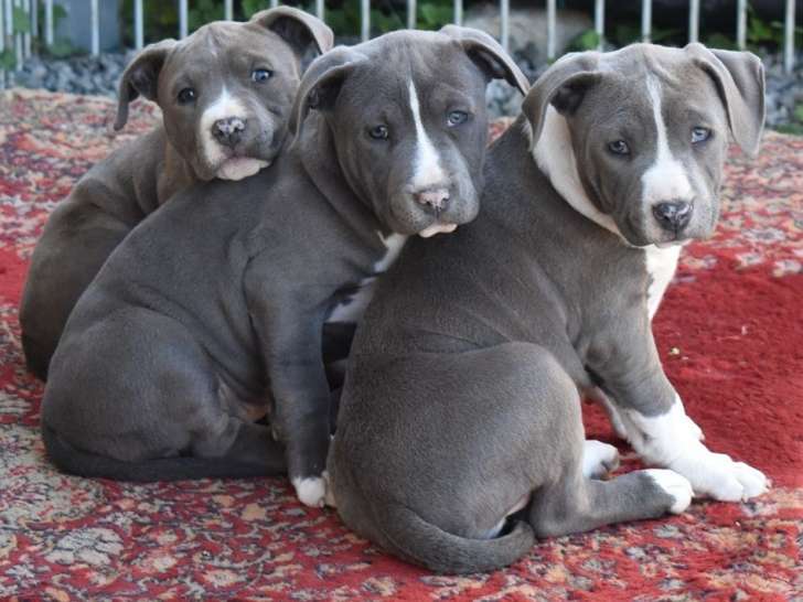 A réserver : chiots American Staffordshire Terrier