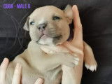 Chiots American Bully à reserver