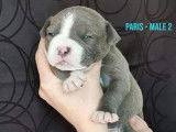 Chiots American Bully à reserver