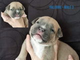 Chiots American Bully à reserver