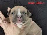 Chiots American Bully à reserver