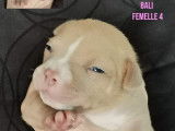Chiots American Bully à reserver