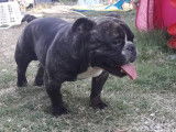 Micro Exo  Bully pour saillie