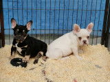 Sublime chiot male Bouledogue Français black tan
