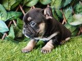 Sublime chiot male Bouledogue Français black tan
