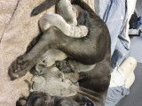 Chiots de type Cane Corso &agrave; vendre (4 femelles & 4 m&acirc;les)