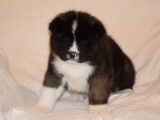 Chiot Akita Am&eacute;ricain &agrave; vendre