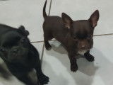 Magnifique chiot Chihuahua mâle chocolat LOE à vendre