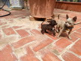 Magnifique chiot Chihuahua mâle chocolat LOE à vendre