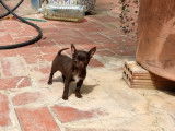 Magnifique chiot Chihuahua mâle chocolat LOE à vendre