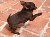 Magnifique chiot Chihuahua mâle chocolat LOE à vendre