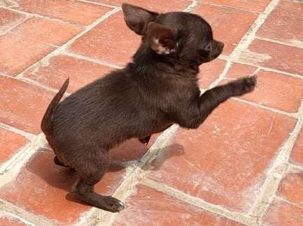 Magnifique chiot Chihuahua mâle chocolat LOE à vendre