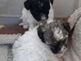 2 chiots Chiens Chinois à Crête à vendre (2 femelles)