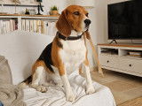De race Beagle disponible pour saillie