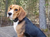 De race Beagle disponible pour saillie