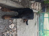 Donne jeune Beauceron de 4 ans