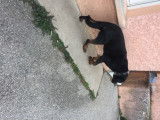 Donne jeune Beauceron de 4 ans