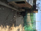 Donne jeune Beauceron de 4 ans