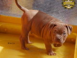 Chiots American Bully (ABKC) à réserver