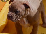 Chiots American Bully (ABKC) à réserver