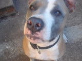 Trépit, Dogue de 5 ans cherche un bon foyer