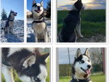 Magnifique Husky pour saillie