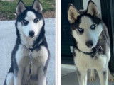 Magnifique Husky pour saillie