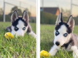 Magnifique Husky pour saillie