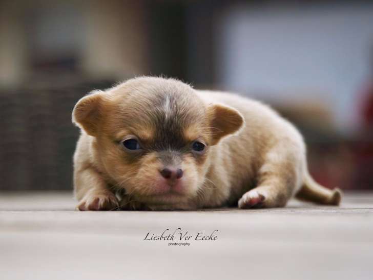 Magnifiques chiots Chihuahuas à vendre