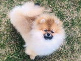 Spitz Nain Pomeranien orange à vendre