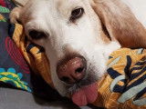 A adopter : une chienne croisée Labrador/Porcelaine