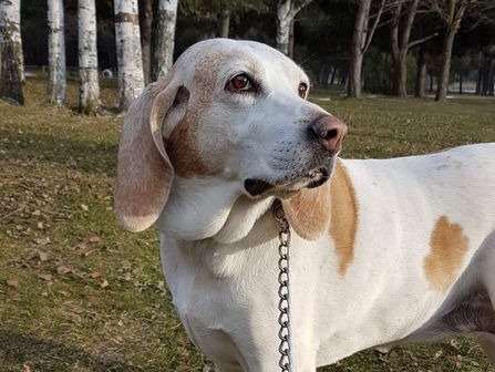A adopter : une chienne croisée Labrador/Porcelaine