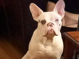 De type Bouledogue Français disponible pour saillie