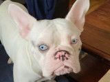 De type Bouledogue Français disponible pour saillie