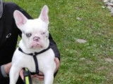 De type Bouledogue Français disponible pour saillie
