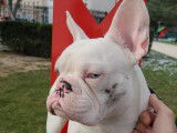 De type Bouledogue Français disponible pour saillie