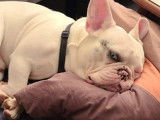 De type Bouledogue Français disponible pour saillie