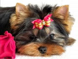 Chiot de race Yorkshire Terrier mâle à vendre