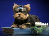 Chiot de race Yorkshire Terrier mâle à vendre