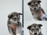 Chiots de type Husky Sibérien à vendre (4 femelles)