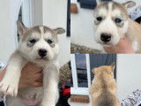 Chiots de type Husky Sibérien à vendre (4 femelles)