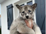 Chiots de type Husky Sibérien à vendre (4 femelles)