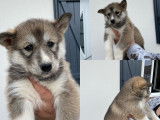 Chiots de type Husky Sibérien à vendre (4 femelles)