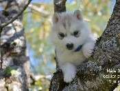 Chiot de race Sibérian Husky