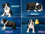 3 chiots Boston Terriers à vendre