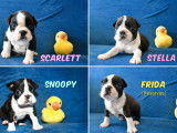 3 chiots Boston Terriers à vendre