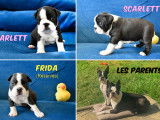 3 chiots Boston Terriers à vendre