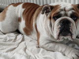 Bulldog Anglais LOF à vendre